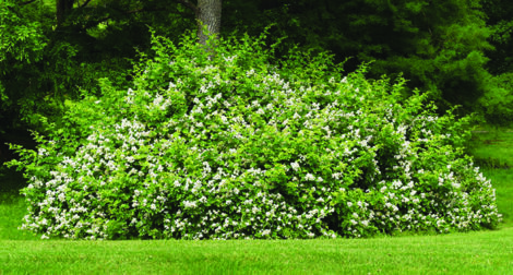 large multiflora rose bush sprawling around a tree